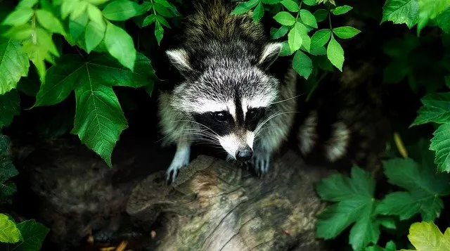 Waschbär Vergrämung in Berlin